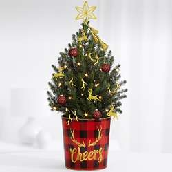 Holiday Glam 1 Gallon Spruce Tree with Star