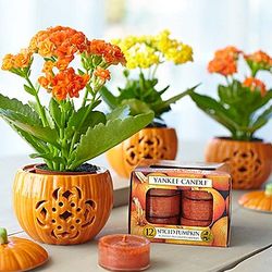 Festive Fall Pumpkin Trio of Mini Ceramic Pots and Flowers