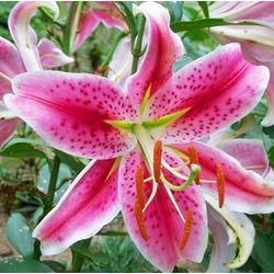 Stargazer Oriental Lily - 5 Bulbs