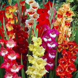 10 Parrot Mix Gladiolus Bulbs