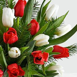 Christmas Tulip and Fresh Douglas Fir Bouquet