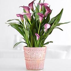 Cupid's Calla Lily Plant with Pink Container