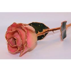 Pink 2-Toned and Gold-Trimmed Rose