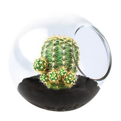 Teenie Tiny Pincushion Cactus Terrarium