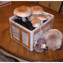 Portabella Mushroom Garden Kit