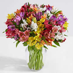 100 Blooms of Peruvian Lilies with Large Glass Ginger Vase