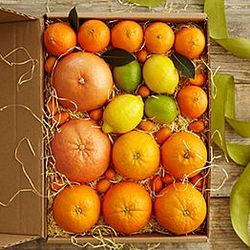Simply Fresh Winter Citrus Fruit Gift Box