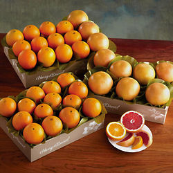 Navel Oranges and Grapefruit Trays