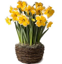 Sovereign Narcissus Pre-Planted Flower Bulb Gift Garden