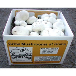 White Button Mushroom Growing Kit