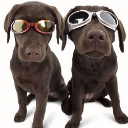 Doggles Protective Eyewear for Dogs