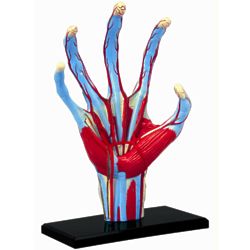 4D Human Anatomy Hand Model