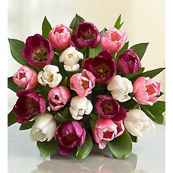 Pink, White, and Purple Tulips