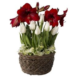 Amaryllis, Tulips, and Star of Bethlehem Bulb Garden