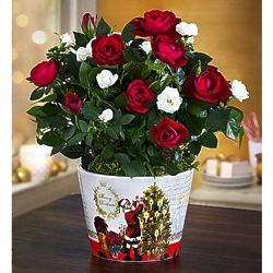 Christmas Magic Rose Bouquet