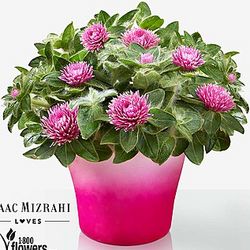 Pink Zazzle Plant