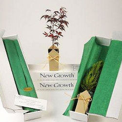 Japanese Red-Leaf Maple Condolence Gift Tree