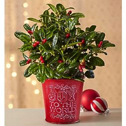 Joy to the World Holly Plant in Red and White Planter