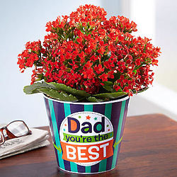 Bright Red Kalanchoe Plant in Dad, You're the Best Container
