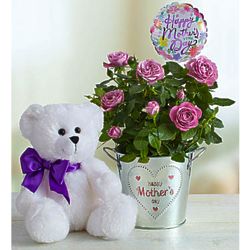 Mother's Day Purple Rose Plant and Teddy Bear