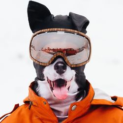 Totally Fetching Collie Dog Snow Mask