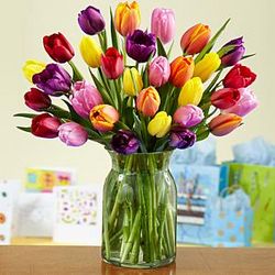 30 Multi-Colored Birthday Tulips