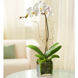 Elegant Orchid