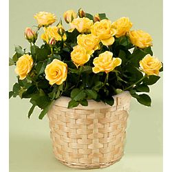 Potted Yellow Rose