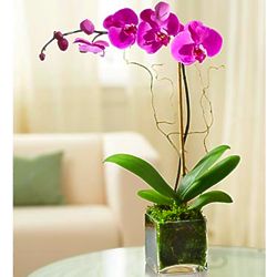 Elegant Orchid Purple Orchid