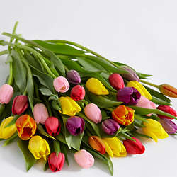 30 Assorted Color Tulips Bouquet