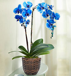 Double Stem Beautiful Blue Phalaenopsis Orchid