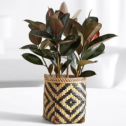 Rubber Tree Plant in Woven Basket Planter