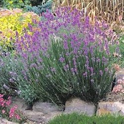 Munstead Lavender Herb Plants