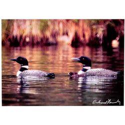 Gliding Loons Photographic Print