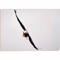 Eagle Photo Print