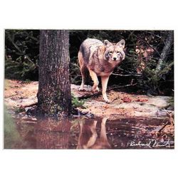 Coyote Photographic Print