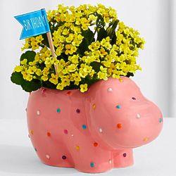 Party Animal Plant in Hippo Planter