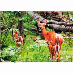 Doe and Fawns Photo Print