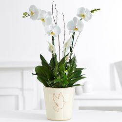 Deluxe White Orchid Garden with Dove Cross Vase