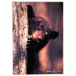 Black Bear Cub Photographic Print