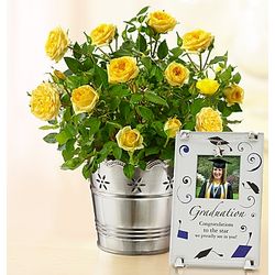 Graduate's Yellow Rose and Picture Frame