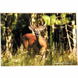 Deer Buck Photo Print