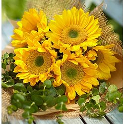 Sunbeam Sunflowers and Eucalyptus Plant