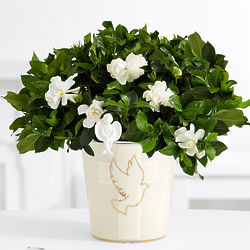 Peace of Heart Gardenia in Dove Vase with Angel Stake