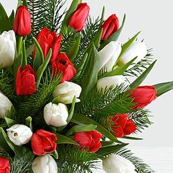 30 Christmas Tulips with Fresh Douglas Fir Floral Bouquet