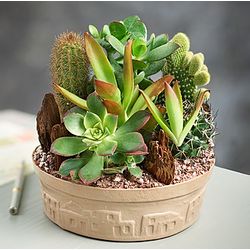 Small Cactus Dishgarden