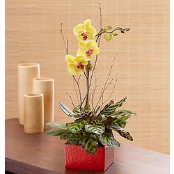 Zen Orchid Dish Garden