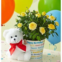 Birthday Wishes Rose Plant