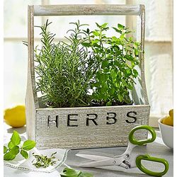 Rosemary and Mint Herb Garden