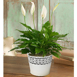 Peaceful Peace Lily Plant